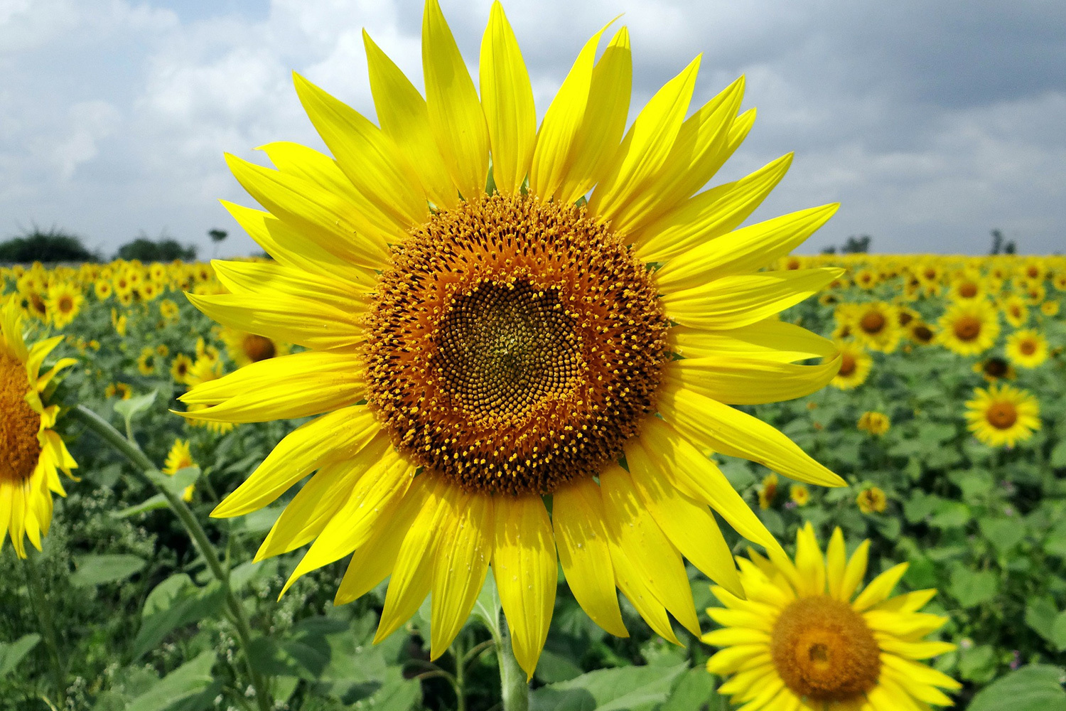 <span style="font-weight: bold;">Sunflower</span><br>